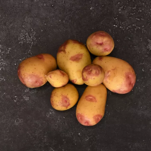 Plants bio pommes de terre King Edward - 1Kg