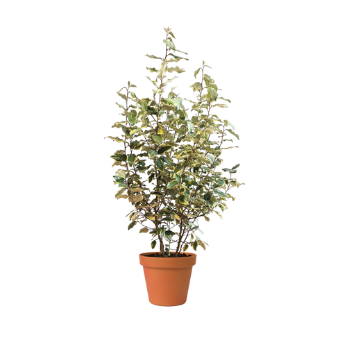 CHALEF DE EBBING - VIVELEG - POT 10L