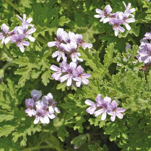 Pour embellir vos extérieurs：Pelargonium Citronnelle - Le pot de 9 cm