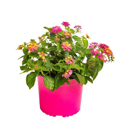 Pour votre espace vert：Lantana - Le pot de 2,5 litres