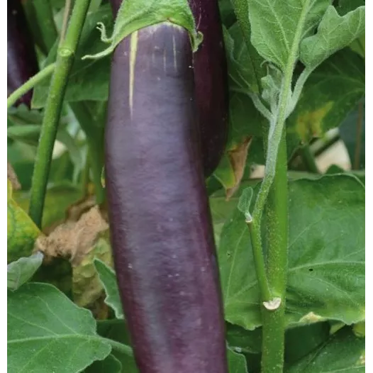 Aubergine de Barbentane | Semences bio et reproductibles