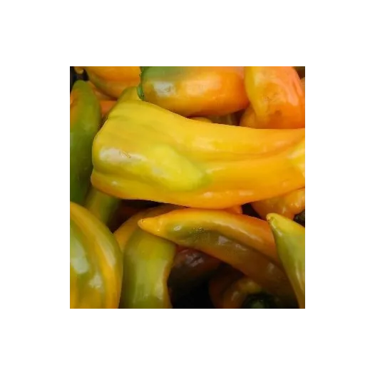 Biologische zaden van Paprika Oro