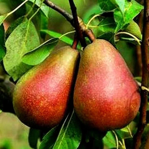 Style nature：Poirier Beurre Clairgeau. Le pot de 10 litres forme gobelet