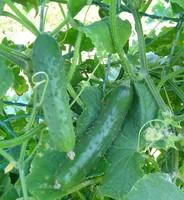Pour compléter vos extérieurs:Cornichon. La barquette de 4 plants