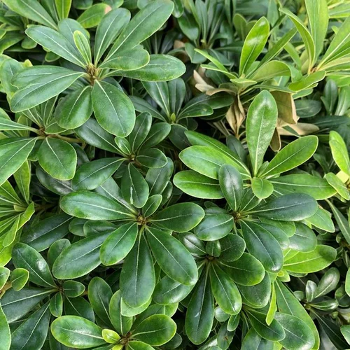 Qualité jardin：Pittosporum Tobira Nana ou Pittospore du Japon nain vert. Le pot de 15 litres
