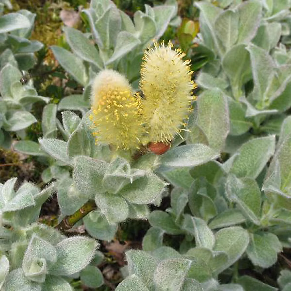 2 x Saule – Salix lanata, 25, 30 cm pot
