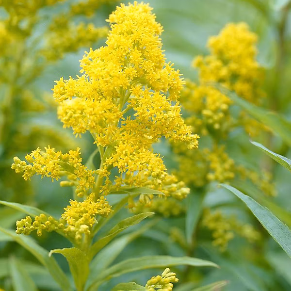 6 x Verge d'or 'Goldkind' – Solidago 'Goldkind', godet 9cm x 9cm
