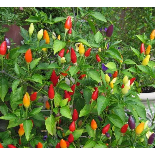 Graines bio de Piment Numex Twilight