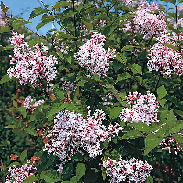 2 x Syringa microphylla 'Superba' – 40-60 cm pot