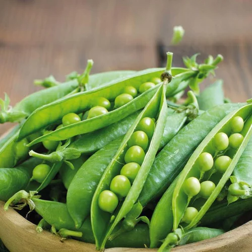Jardin à vivre：Petit Pois Maestro Bio. La barquette de 3 plants