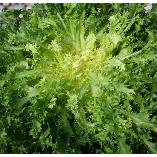 Graines bio de Chicorée frisée Grosse Pancalière