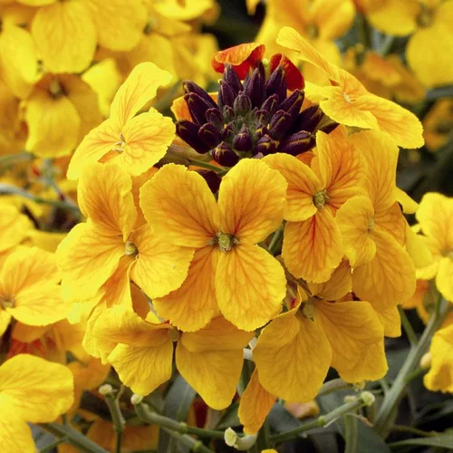 Bien pensé extérieur：Erysimum ou Giroflée à fleurs multicolores - Le pot de 2 litres