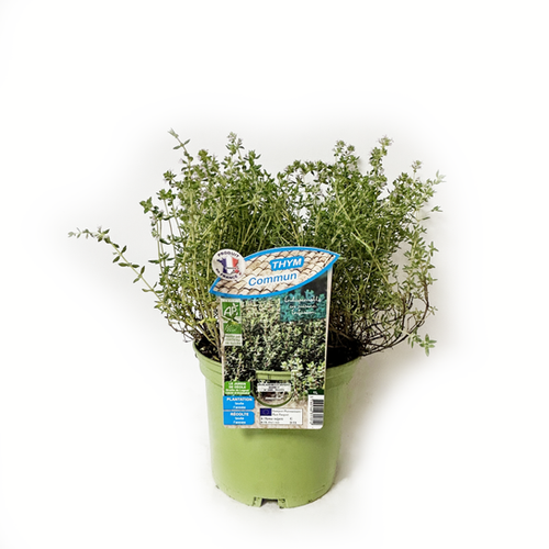 THYM COMMUN BIO - POT DE 1L