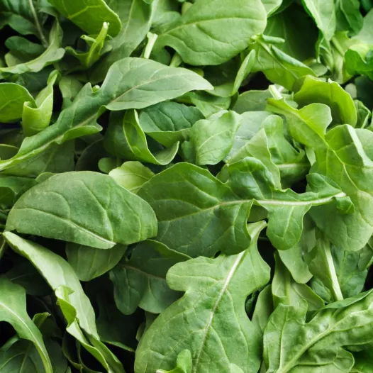 Roquette cultivée | Semences bio et reproductibles