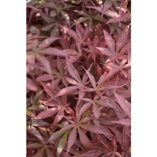 Le choix jardin：Erable du Japon (ACER PALMATUM SKEETERS BROOM ) Le pot de 3 litres