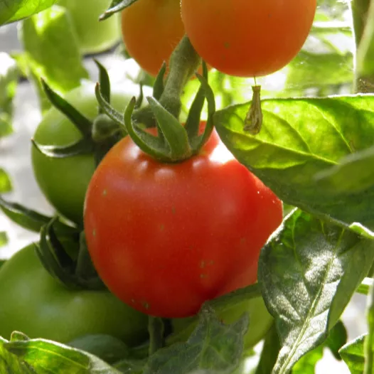 Tomate Coeur de Boeuf Orange | Graines bio et reproductibles
