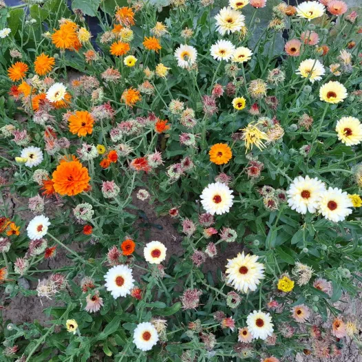 Soucis des jardins | Semences biologiques et reproductibles