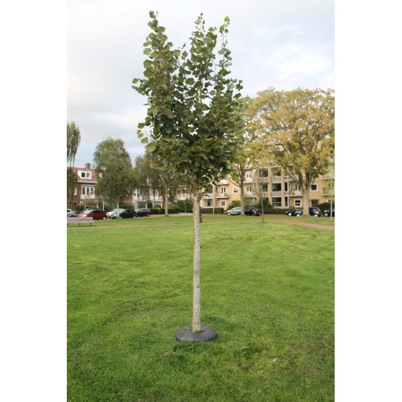 Sac d'irrigation pour arbre - TreeDiaper