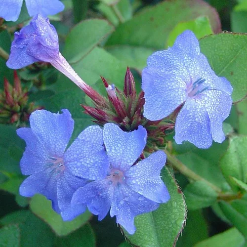 Essentiel pratique:Ceratostigma Plumbaginoides ou Plumbago de Chine bleu. Le pot de 2 litres