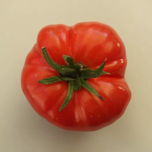 Biologische zaden van Tomaat Chemin Rouge