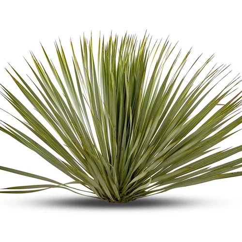 Univers végétal：Yucca Rostrata en pot de 5 L