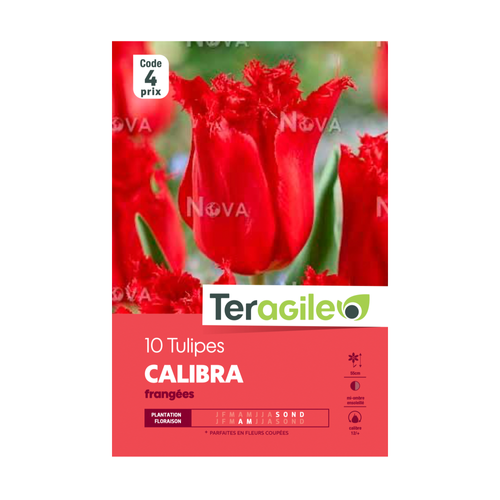 BULBES DE TULIPES 'CALIBRA' FRANGÉES - TERAGILE® - X10