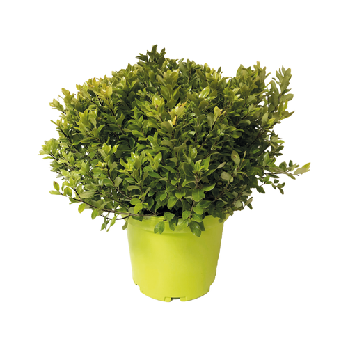 PITTOSPORUM NAIN - POT 3L
