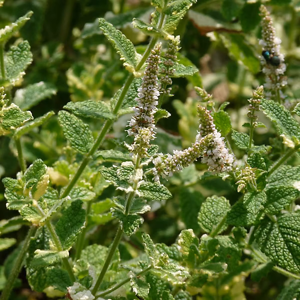 6 x Menthe à feuilles rondes – Mentha rotundifolia 'Variegata', godet 9cm x 9cm