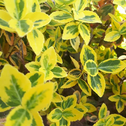 Pensé pour le jardin:Fusain couvre-sol vert. Le pot de 2 litres