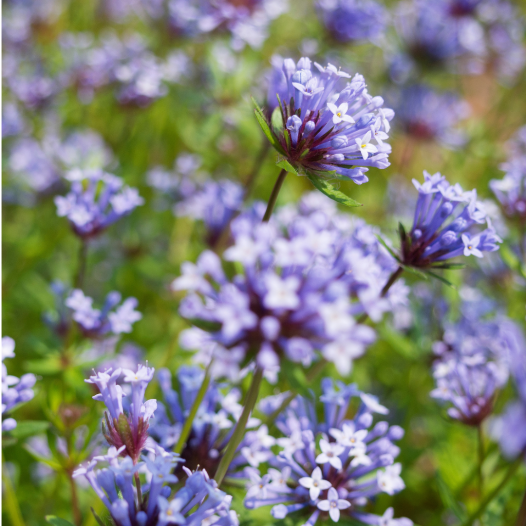 Blauwe asperule | Luchtige, bijenvriendelijke zomerbloem