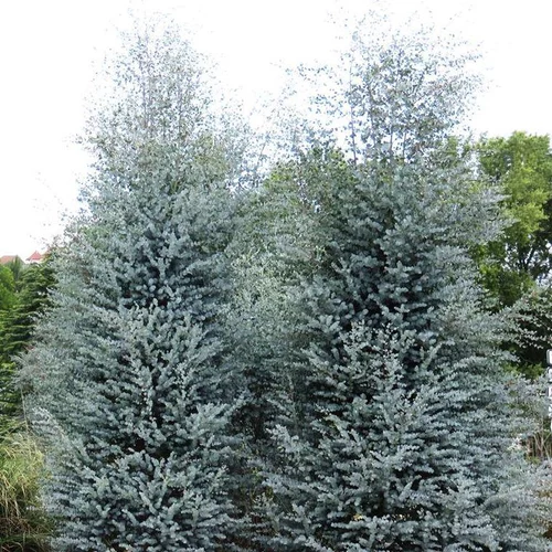 Idéal pour vos extérieurs：Eucalyptus Azura Carige bleu en pot de 4 L