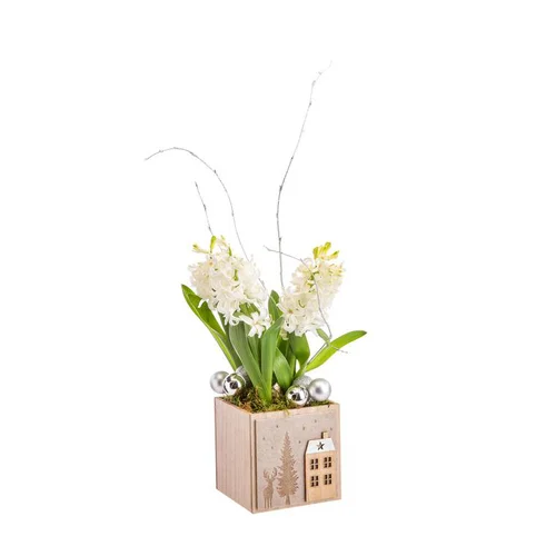 Espace vert malin：Composition de 3 jacinthes en pot carré naturel