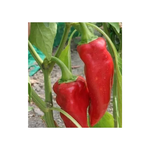 Biologische zaden van Peper de la Bresse