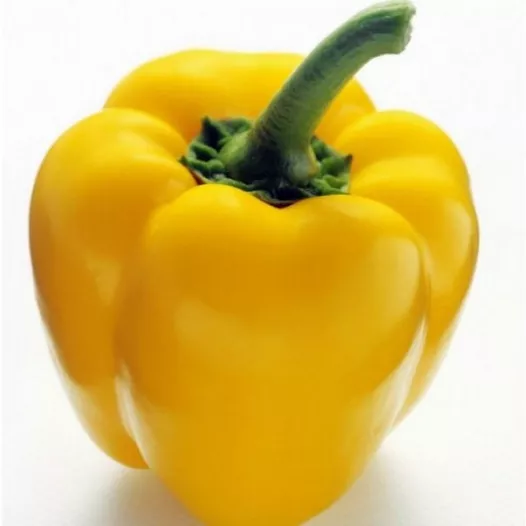 Graines bio de Poivron Quadrato d'Asti Giallo