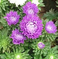 L’essentiel pour l’extérieur：Reine Marguerite - Le pot de 10.5 cm