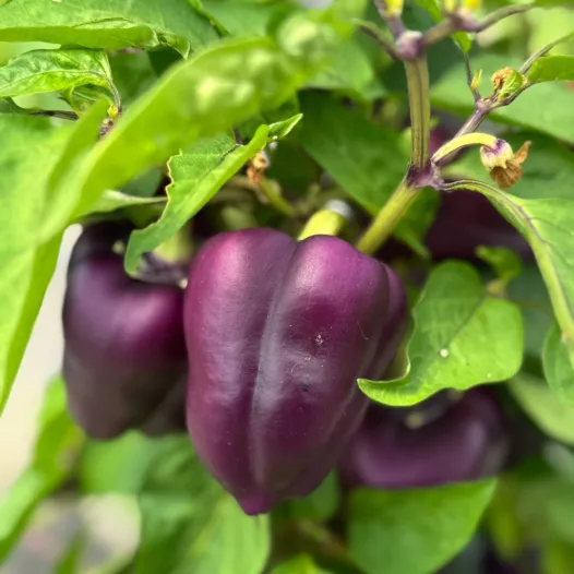 Paprika paars Oda | Biologische en reproduceerbare zaden
