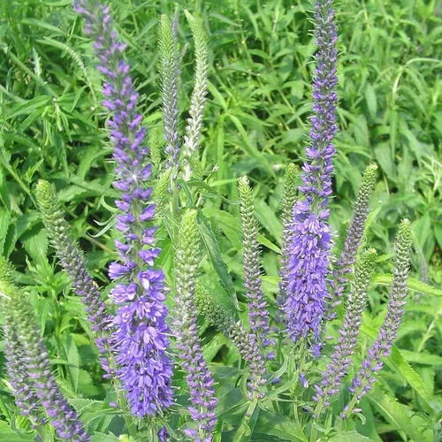 Plaisir dehors：Veronica Spicata - Le pot de 2,5 litres