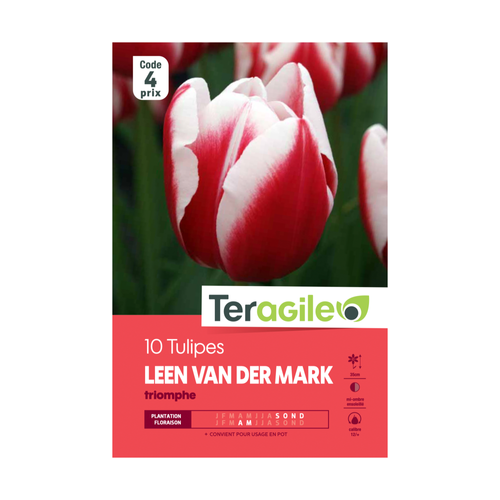BULBES DE TULIPES 'LEEN VAN DER MARK' TRIOMPHE - TERAGILE® - X10
