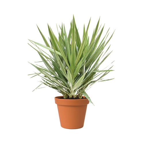 YUCCA PIED D'ÉLÉPHANT PANACHÉ -HAUTEUR 60/80CM - POT DE 8L
