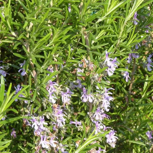 Moderne au jardin：Romarin bleu en pot de 15 L