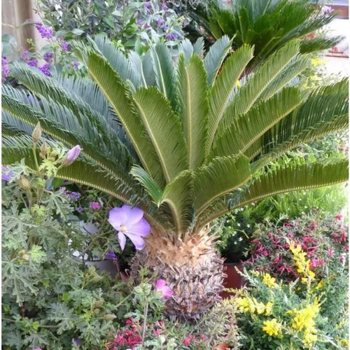 Idéal pour vos extérieurs：Cyca Revoluta ou Faux Palmier vert en pot de 50 L