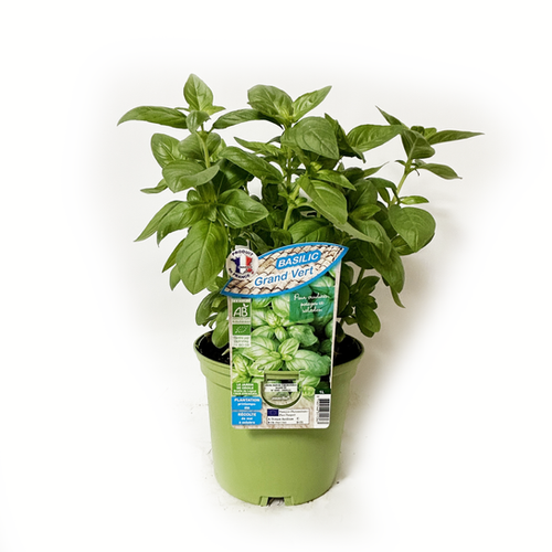 BASILIC GRAND VERT BIO - POT DE 1L
