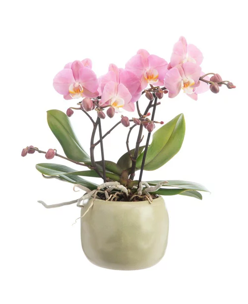 Pour compléter votre jardin:Orchidée Phalaenopsis Tablo à 2 branches avec cache-pot en céramique. Le cache-pot Ø 12 cm