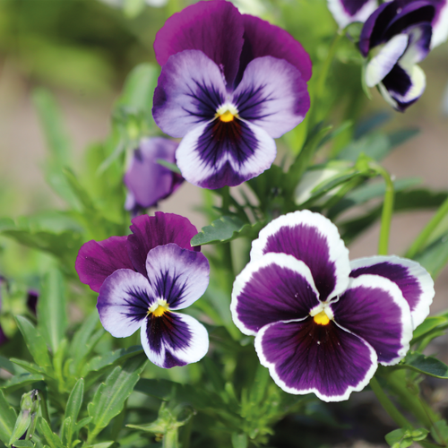 BARQUETTE DE PENSÉES