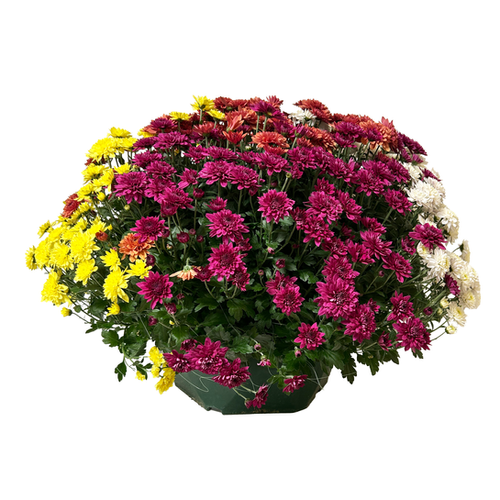 CHRYSANTHÈME EN COUPE - 5 COULEURS - POT ∅35CM