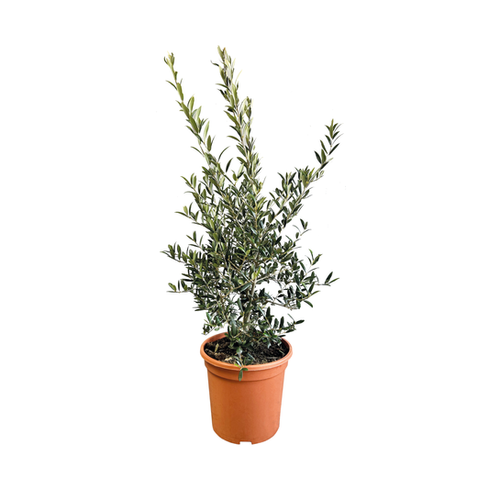 OLIVIER EN TOUFFE - HAUTEUR 60/80CM - POT DE 8L