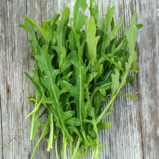 Rucola Dragon's Tong zaden bio | Aromatische kruidenzaden