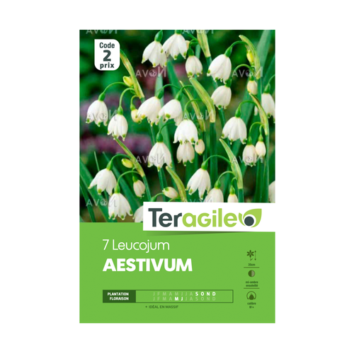 BULBES DE LEUCOJUM 'AESTIVUM' - TERAGILE® - X7