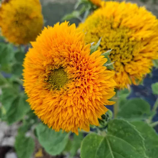 Zonnebloem Sungold | Bio en reproduceerbare zaden