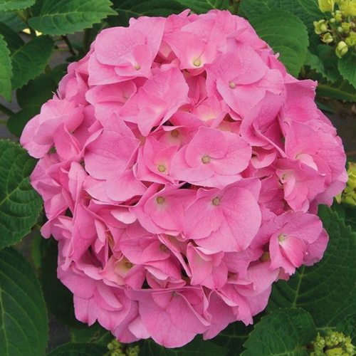 HORTENSIA ROSE - POT 5L